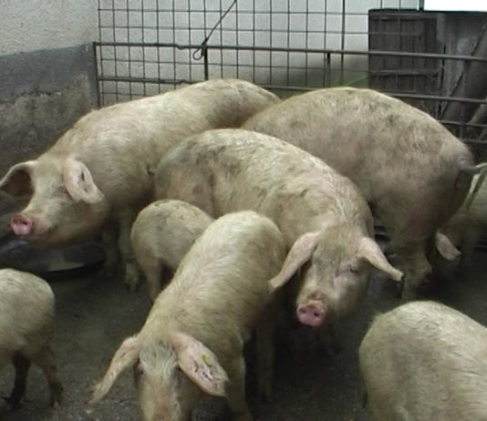 Trichineloza, o boală gravă – provocată de consumul de carne crudă sau insuficient preparată termic