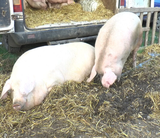 Focar de pestă africană, în Ipotești. 24.000 de porci au fost uciși