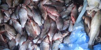 Peste 500 de kilograme de pește confiscate de polițiști