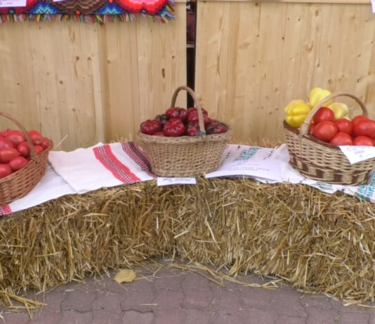 LEGUMICULTORII AȘTEAPTĂ BANII DUPĂ UN AN GREU