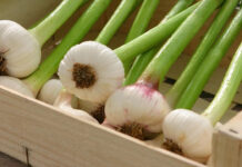 PRINTRE PRIMII LA… USTUROI