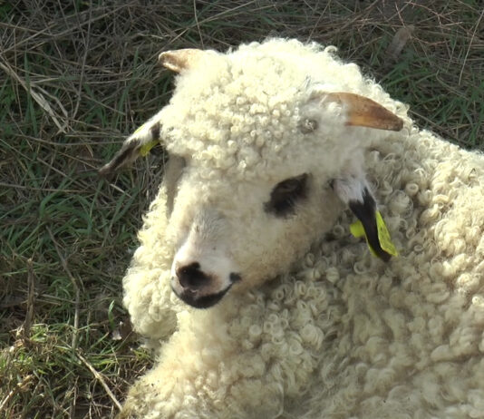 Recomandări privind măsurile obligatorii pentru protejarea animalelor în perioadele caniculare