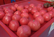 LEGUME SIGURE ÎN OLT