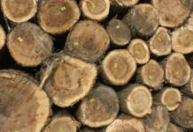 LEMNE PENTRU FOC DIN PĂDURILE OLTULUI