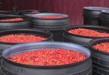 MĂCEȘELE ADUC PROFIT DIRECȚIEI SILVICE OLT