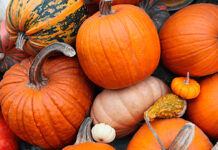 CASA „UNIREA” ÎȘI REIA ACTIVITATEA CU DOVLEAC DULCE