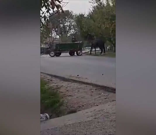 CERCETAT PENTRU RĂNIREA CU INTENŢIE ŞI SCHINGIUIREA ANIMALELOR