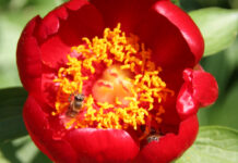 Bujorul românesc, floarea națională a României, o emblemă și a județului Olt