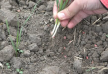 DOAR PLOAIA POATE SALVA CULTURILE DE TOAMNĂ