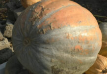 DOVLEACUL URIAȘ DIN PLEȘOIU