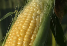 PORUMBUL ZAHARAT – O NOUĂ AFACERE PENTRU FERMIERI