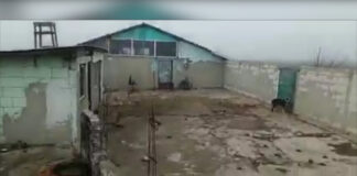 ZECI DE CÂINI, SCHINGIUIŢI ŞI ÎNFOMETAŢI ÎN CEZIENI