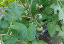 OLTENII IES CU PRIMELE ROȘII PE PIAȚĂ, ÎN APRILIE