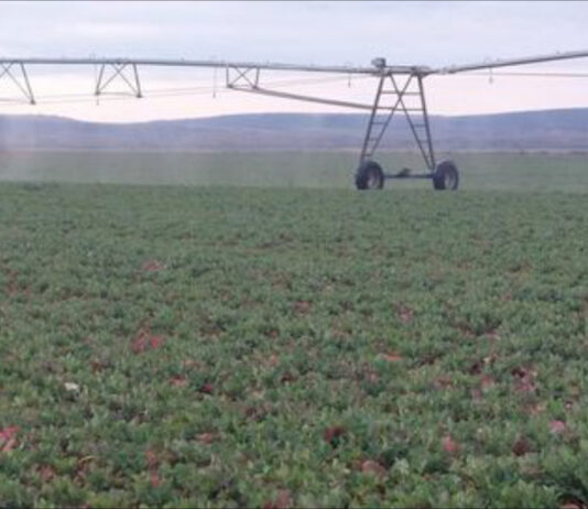 Campania de irigatii 2025 in judetul Olt