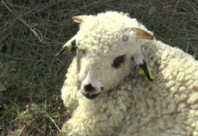 Mielul de Paște mai scump anul acesta. Fermierii țin la preț