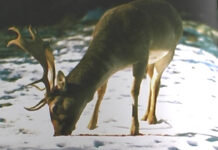 AMENZI PENTRU CAPTURAREA ANIMALELOR DIN FAUNA SĂLBATICĂ