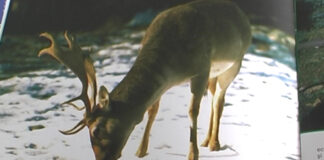 AMENZI PENTRU CAPTURAREA ANIMALELOR DIN FAUNA SĂLBATICĂ