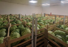 LEGUMELE OLTENEȘTI AJUNG ÎN RAFTURILE SUPERMARKETURILOR