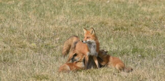 URSUL CA URSUL, DAR CE DE VULPI