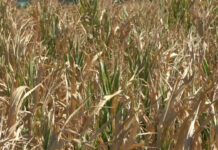 „COD ROȘU” PENTRU PRODUCȚIA DE FLOAREA SOARELUI ȘI PORUMB