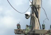 ÎNTR-O COMUNĂ DIN OLT, INFRACTORII SE „TREZESC” CU AMENZILE ACASĂ