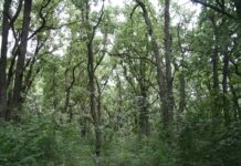 Aria naturala protejată ROSCI0183 Vlădila