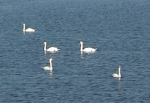 Focar de gripă aviară diagnosticat la lebede găsite moarte pe balta Marioara de pe raza comunei Drăghiceni