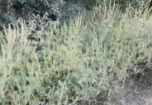 APM OLT A ÎNCEPUT LUPTA CU AMBROZIA