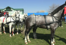 CAII DE LA BRÂNCOVENI, ADMIRAȚI DE MULȚI