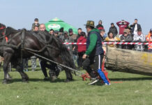 ZECI DE CAI FRUMOȘI, LA BRÂNCOVENI