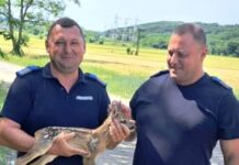 Un pui de căprioară a fost salvat de către jandarmi