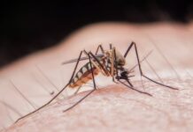 MĂSURI CE TREBUIESC ADOPTATE PENTRU A PREVENI ÎNȚEPĂTURILE DE ȚÂNȚARI, PRECUM ȘI MĂSURILE DE ÎMPIEDICARE A ÎNMULȚIRII ȚÂNȚARILOR ÎN JURUL LOCUINȚELOR