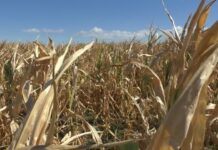 DISPERARE PENTRU FERMIERI. CULTURILE SUNT PÂRJOLITE