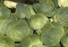 PREȚUL LA VARZĂ SCUMPEȘTE SARMALELE