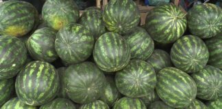 LUBENIȚĂ DE TOAMNĂ CU GUST DE VARĂ