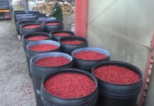 PRODUCȚIA DE MĂCEȘE, DIMINUATĂ DE SECETĂ