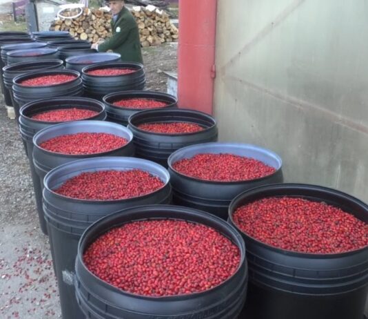 PRODUCȚIA DE MĂCEȘE, DIMINUATĂ DE SECETĂ