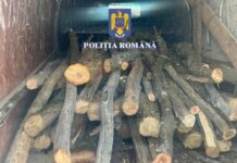 144 ARBORI TĂIAŢI FĂRĂ DREPT, DE 18 PERSOANE DIN POTCOAVA