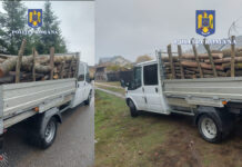 PERSOANE CERCETATE PENTRU TĂIERE ȘI FURT DE ARBORI