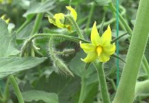 PROGRAMUL „TOMATA” CONTINUĂ CU MODIFICĂRI