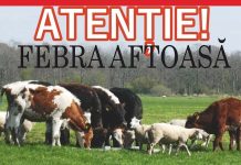 CONFIRMAREA UNUI FOCAR DE FEBRĂ AFTOASĂ PE TERITORIUL UNGARIEI