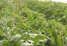 MII DE FERMIERI DIN OLT AU PRIMIT BANII PENTRU „TOMATA”