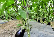 Legumicultori: a fost aprobată schema de ajutor de minimis pentru perioada 2025-2027