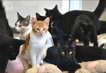 ȘAPTE PISICI AFLATE ÎN PERICOL, PLASATE ÎNTR-UN ADĂPOST DE POLIȚIȘTII OLTENI