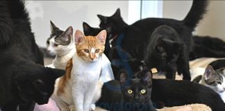 ȘAPTE PISICI AFLATE ÎN PERICOL, PLASATE ÎNTR-UN ADĂPOST DE POLIȚIȘTII OLTENI