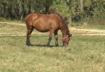 TINERI CERCETAȚI PENTRU FURTUL UNUI CAL