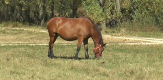 TINERI CERCETAȚI PENTRU FURTUL UNUI CAL