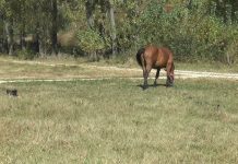 SANCȚIONAT DE POLIȚIȘTII BIROULUI PENTRU PROTECȚIA ANIMALELOR