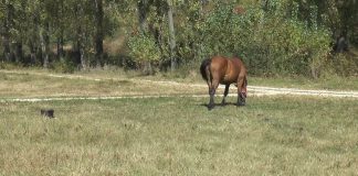 SANCȚIONAT DE POLIȚIȘTII BIROULUI PENTRU PROTECȚIA ANIMALELOR