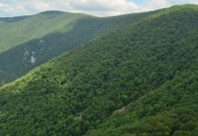 Peste patru mii hectare de pădure achiziționate de statul român